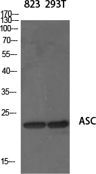 Anti-ASC Antibody
