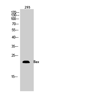 Anti-Bax Antibody