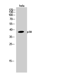 Anti-p38 Antibody