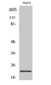 Anti-Ribosomal Protein S9 Antibody