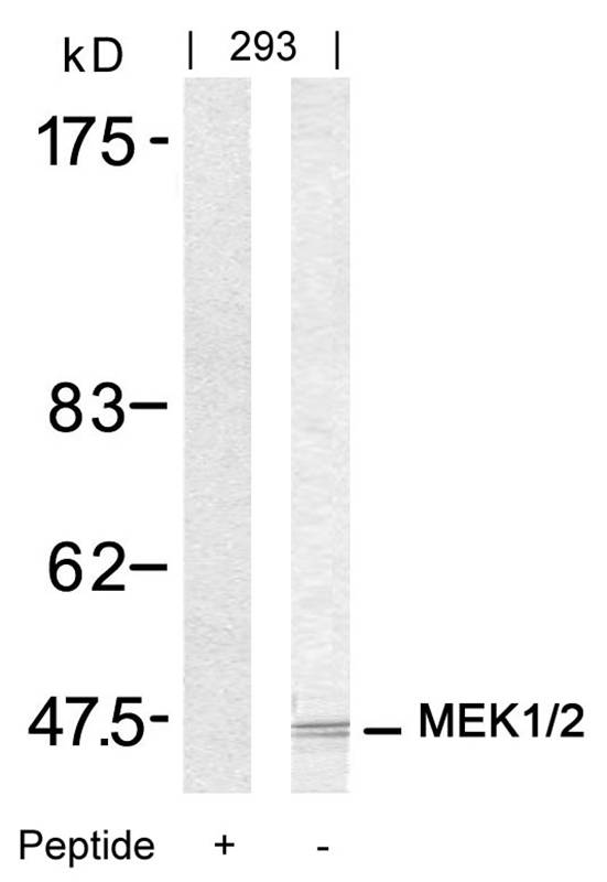 Anti-MEK1 / MEK2 (Ab-217 / 221) Antibody