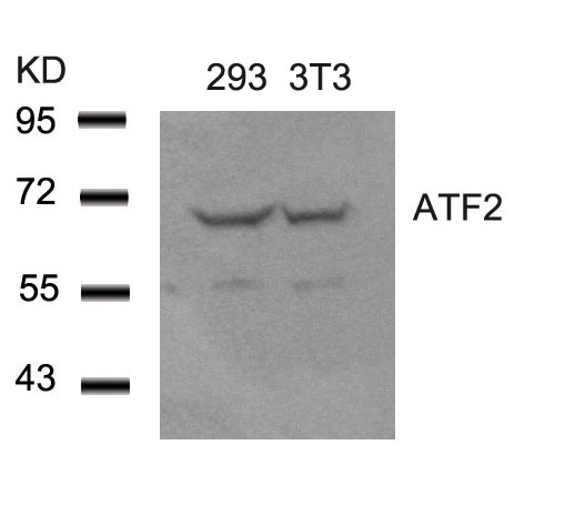 Anti-ATF2 (Ab-62 or 44) Antibody