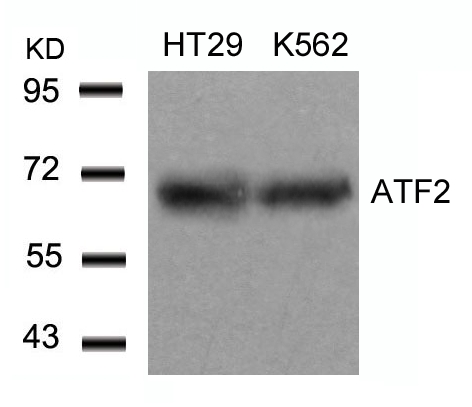 Anti-ATF2 (Ab-71 or 53) Antibody