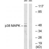 Anti-p38 MAPK (Ab-322) Antibody