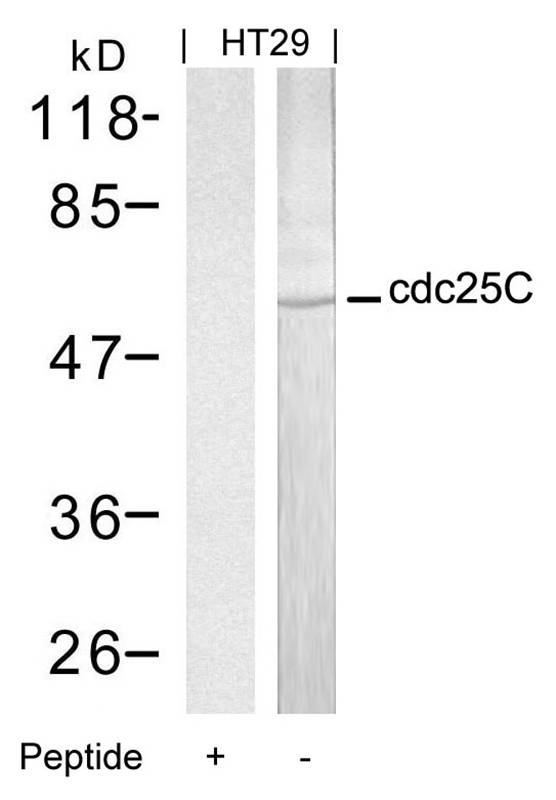 Anti-cdc25C (Ab-216) Antibody