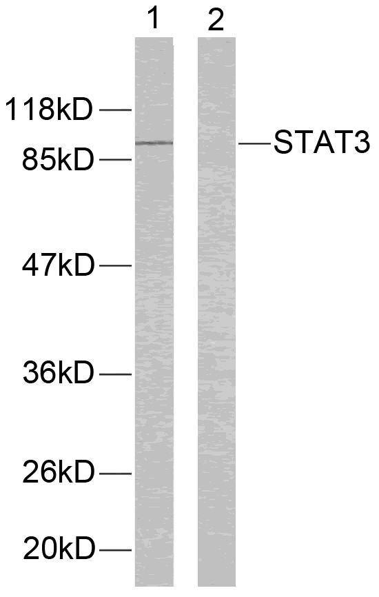 Anti-STAT3 (Ab-705) Antibody