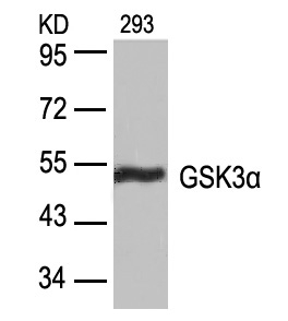 Anti-GSK3a (Ab-21) Antibody