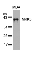 Anti-MKK3 (Ab-189) Antibody