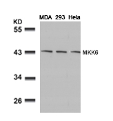 Anti-MKK6 (Ab-207) Antibody