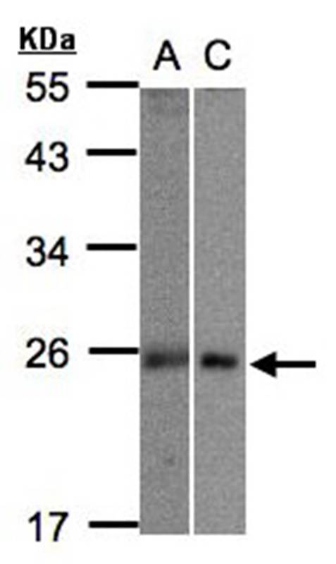 Anti-MID1 interacting G12-like protein Antibody