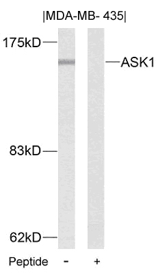 Anti-ASK1 (Ab-83) Antibody