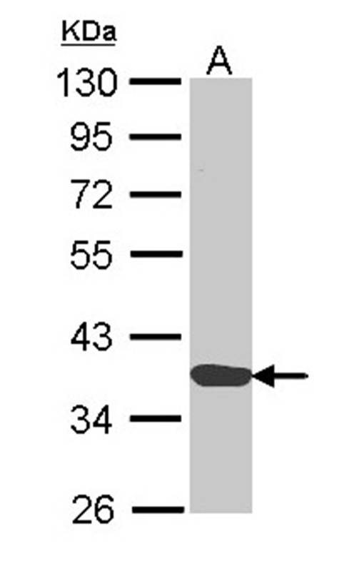 Anti-Annexin A1 Antibody