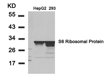 Anti-S6 Ribosomal Protein (Ab-235) Antibody