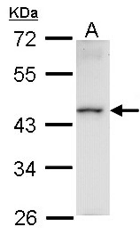 Anti-Homeobox-containing protein 1 Antibody