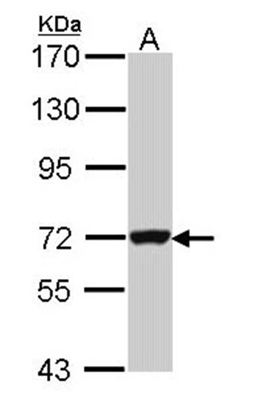 Anti-Guanylate-binding protein 3 Antibody