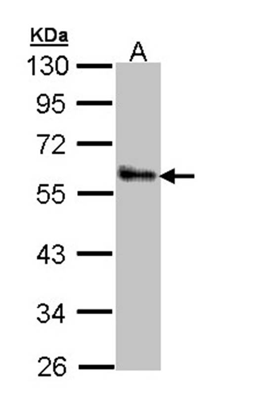 Anti-ZNF259 Antibody