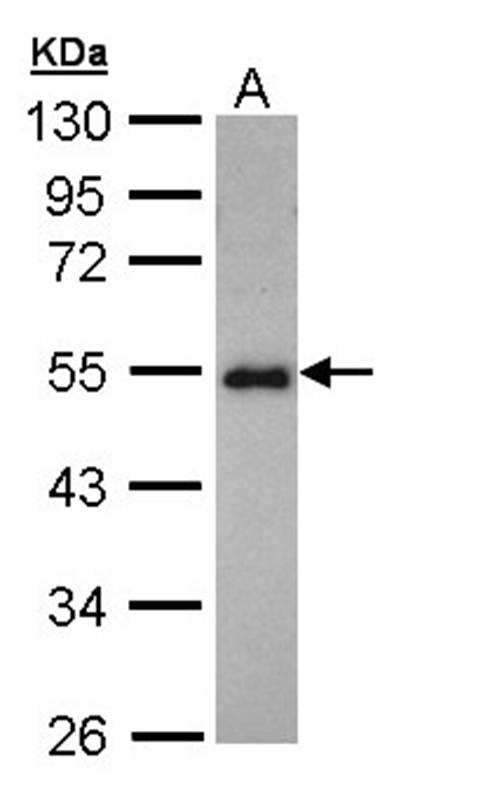 Anti-CCDC83 Antibody