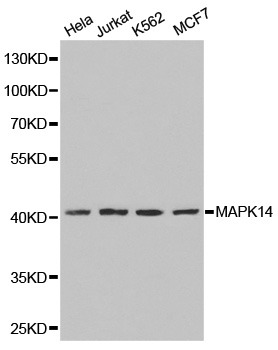 Anti-MAPK14 Antibody