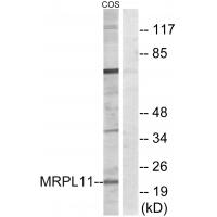 Anti-MRPL11 Antibody