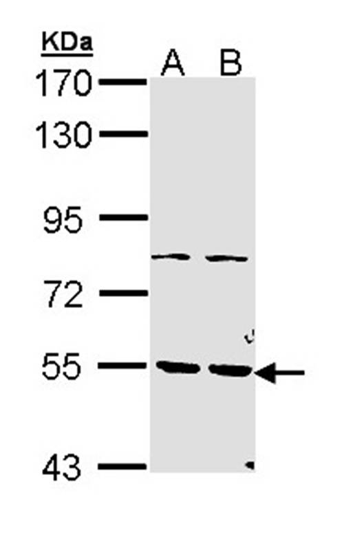 Anti-PDE1A Antibody