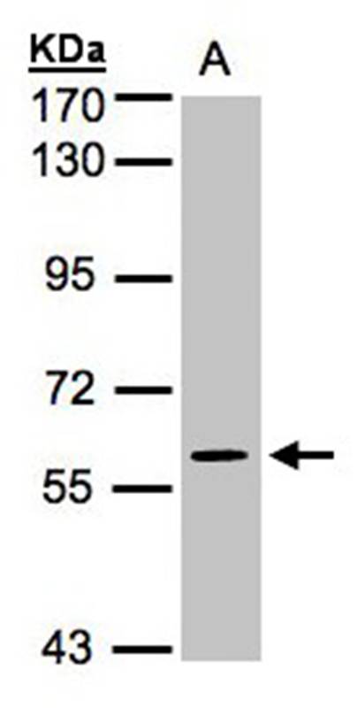 Anti-MAPK4 Antibody