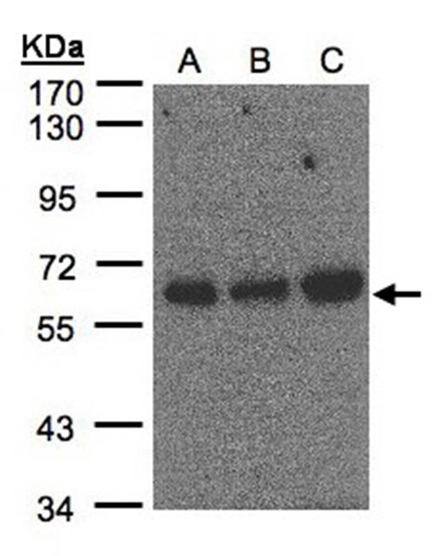 Anti-PUF60 Antibody