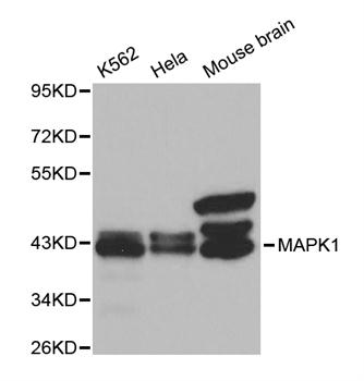 Anti-MAPK1 Antibody