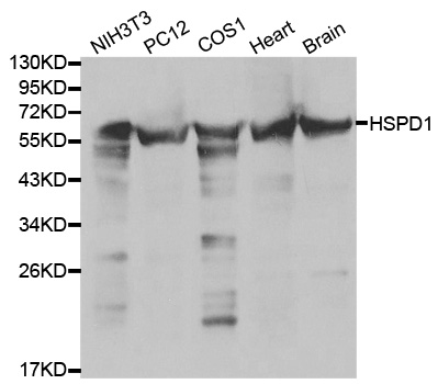 Anti-HSPD1 Antibody