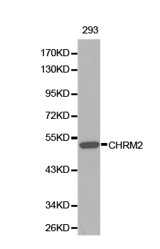 Anti-CHRM2 Antibody