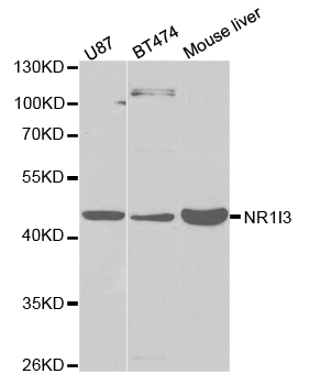 Anti-NR1I3 Antibody