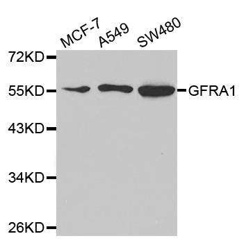 Anti-GFRA1 Antibody