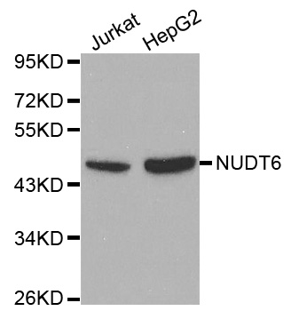 Anti-NUDT6 Antibody