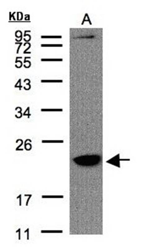 Anti-Transmembrane protein 147 Antibody