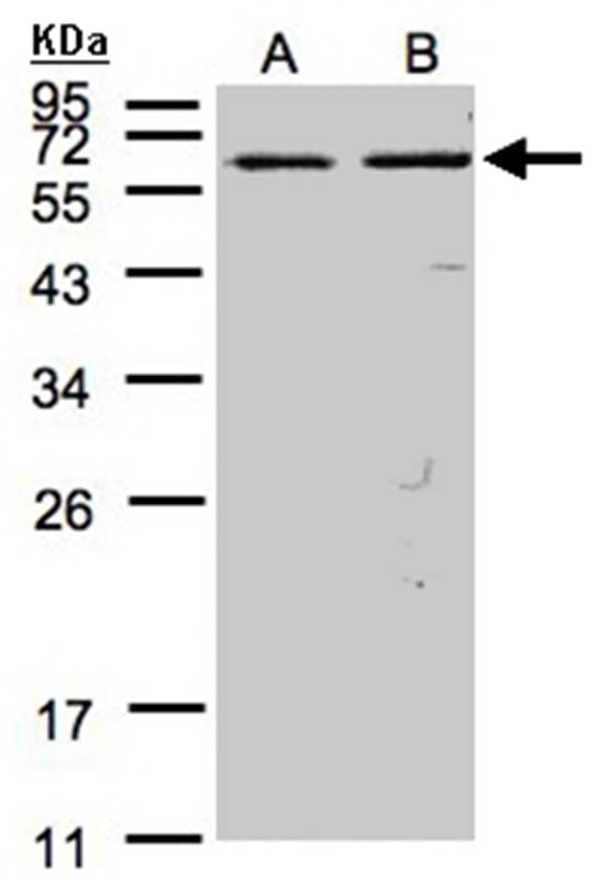 Anti-FAST Antibody