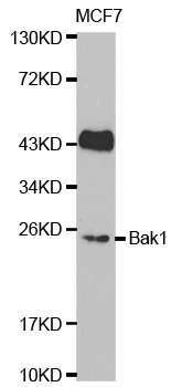 Anti-BAK1 Antibody