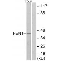 Anti-FEN1 Antibody