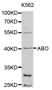 Anti-ABO Antibody