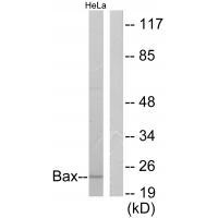 Anti-Bax Antibody