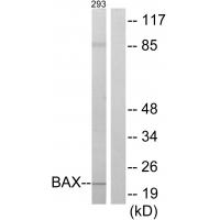 Anti-BAX Antibody