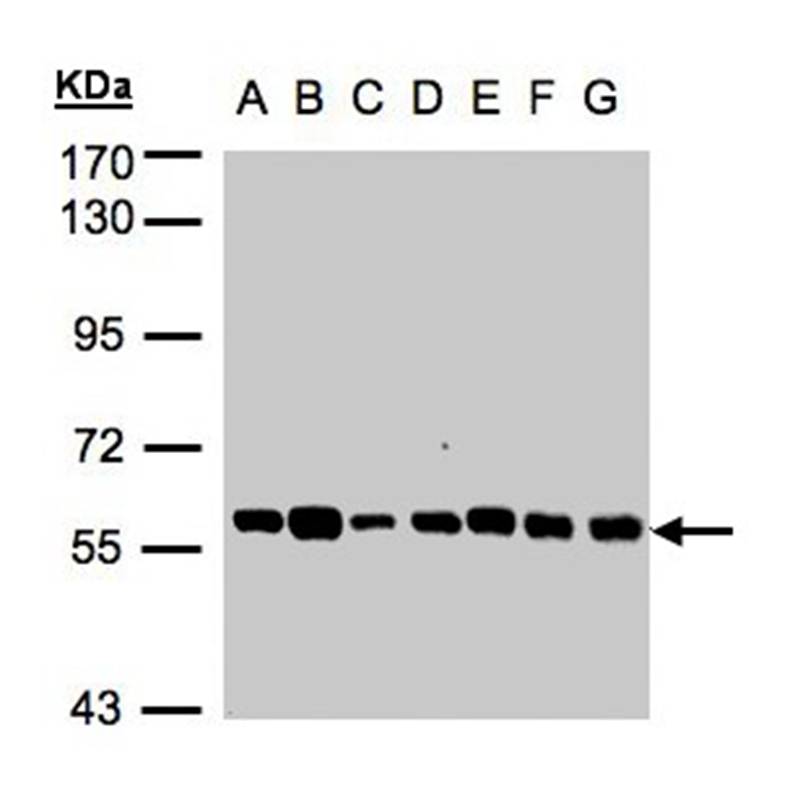 Anti-Tubby-related protein 1 Antibody