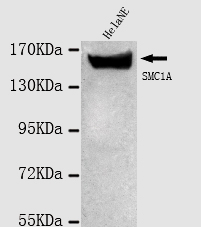 Anti-SMC1A (N-term) Antibody