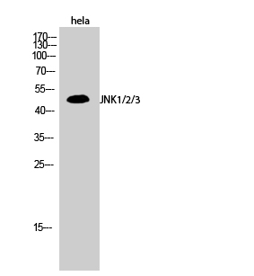 Anti-JNK1 / 2 / 3 Antibody