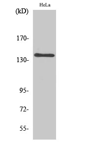 Anti-MOV10L1 Antibody