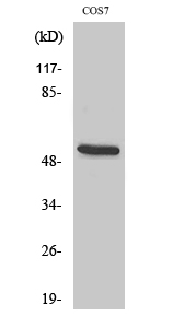 Anti-CD2BP2 Antibody