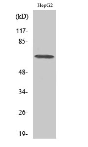 Anti-DDX52 Antibody