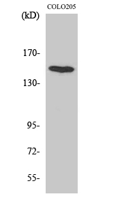 Anti-MINK1 Antibody