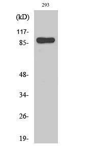 Anti-Stat1 Antibody