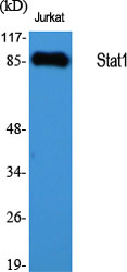 Anti-Stat1 Antibody