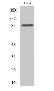 Anti-Stat3 Antibody