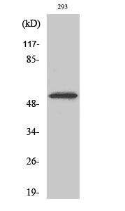 Anti-Cdk8 Antibody
